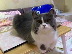 -宠颐生汉谟拉比宠物医院