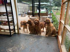 -趣多多宠物公园·宠物训犬学校·宠物寄养