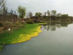 -桤木河湿地公园