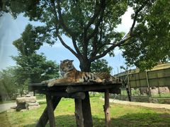 -上海野生动物园