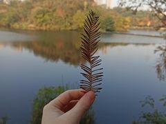 -重庆彩云湖湿地公园