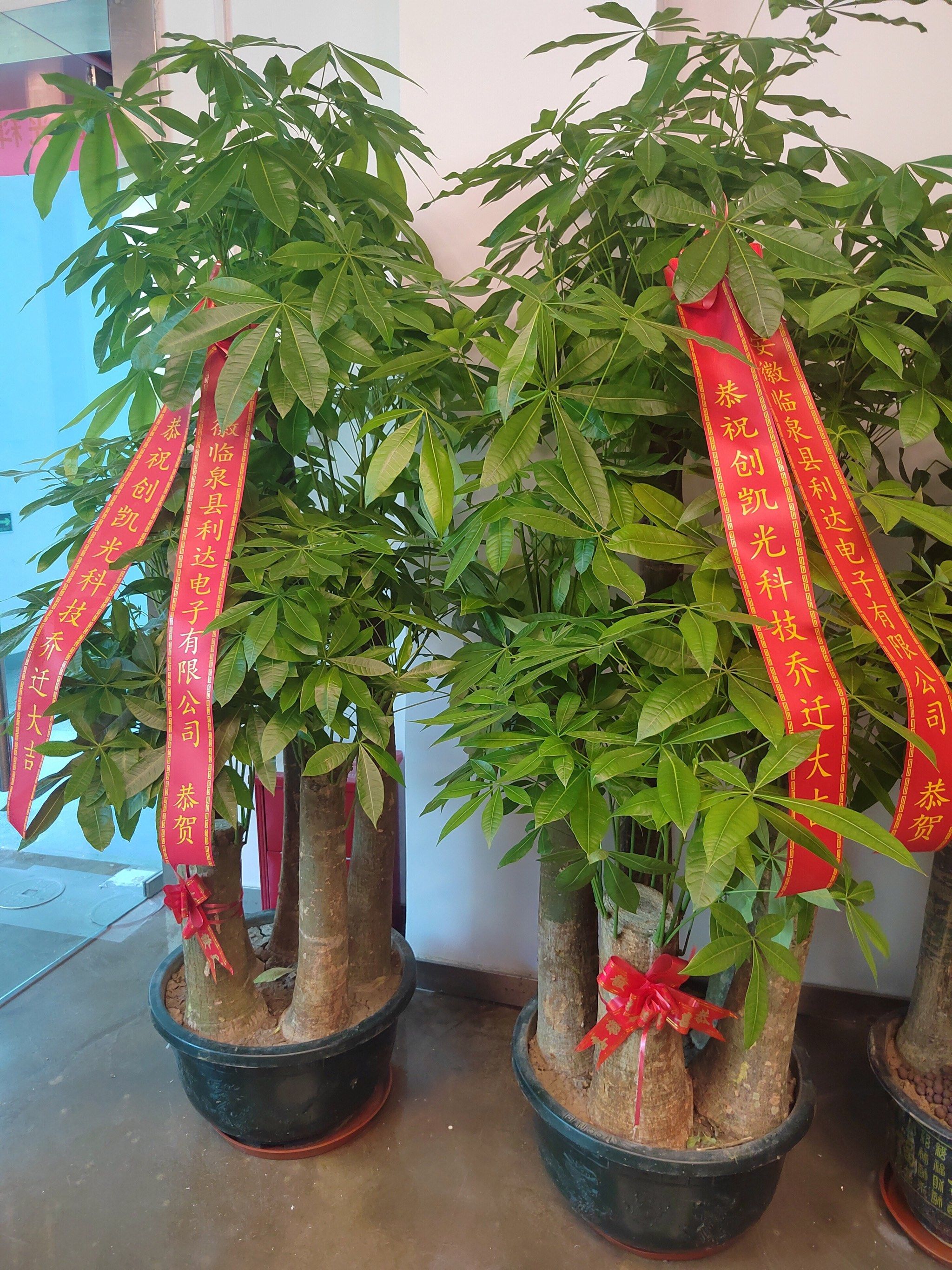 发财树货上门,免费开发票