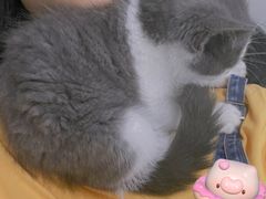 -lincat·猫舍(广州店)