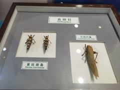 -上海昆虫博物馆