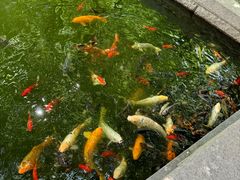 -海天楼中餐厅(吴宫泛太平洋酒店)