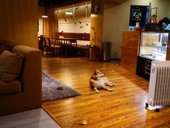 -柴务处·柴犬主题狗咖