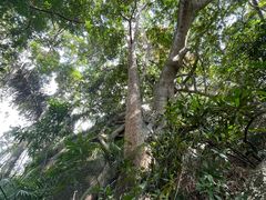 -海南霸王岭国家森林公园