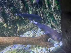 -上海海洋水族馆