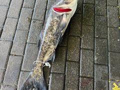 -全乐鱼馆·淳牌有机鱼直营店