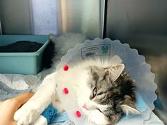 -纳吉亚猫专科动物医院博雅分院