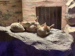 -上海野生动物园