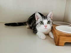 -东方名猫馆·英短金渐层布偶猫舍(环线广场1号楼店)