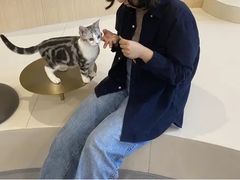 -飞行喵MR PILOT|猫舍·猫咖(静安大融城店)