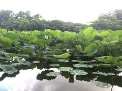-荔枝公园(福田区)