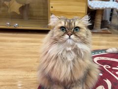 -滚猫咖啡·猫咖·猫友好撸猫(未来城店)