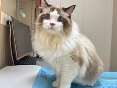 -创凡宠物医院·骨专科  猫科中心(西乡分院)
