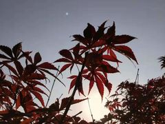 -东平国家森林公园