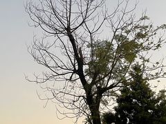 -喜洲吧·江畔老船厂·庭院餐厅(喜临院店)