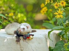 -超宠爱宠物摄影-Super pet