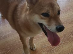 -柴犬高等学院·狗咖·柴犬售卖·宠物训练