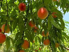 -南汇水蜜桃采摘(大团店)