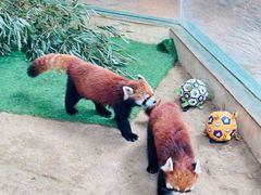 -石家庄市动物园