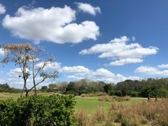 -奥兰多迪士尼动物王国乐园