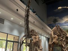 -自贡恐龙博物馆