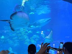 -烟台海昌鲸鲨海洋公园