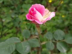 -桤木河湿地公园