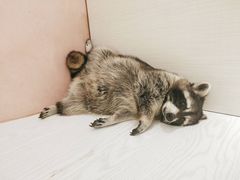 -浣熊柯尔鸭土拨鼠·电玩咖