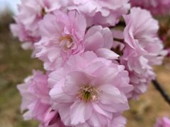 -天适樱花悠乐园