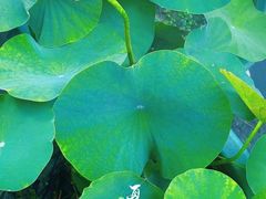 -大妙火锅·非物质文化遗产(东湖公园店)