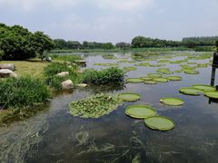 -荷塘月色湿地公园·向阳花洲