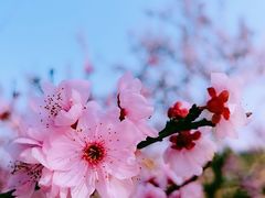 -白塘生态植物园