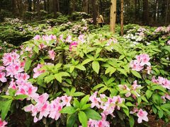 -铁山坪森林公园