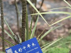 -中国科学院西双版纳热带植物园
