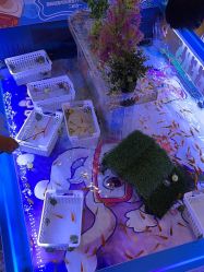 -卡通尼·Safari非洲探索乐园·生日会(金桥国际商业广场店)