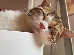 -lincat·猫舍(广州店)