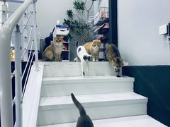 -极木²邸 人与宠物·互动社区