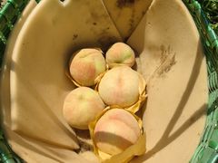 -老袁家蜜桃农场·阳山水蜜桃