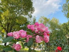 -上海山野camping·户外天幕烧烤·团建拓展营地