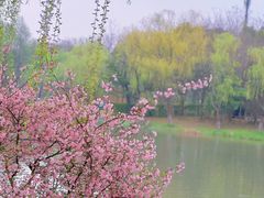 -顾村公园
