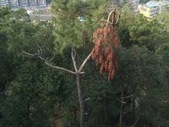 -金鸡山公园