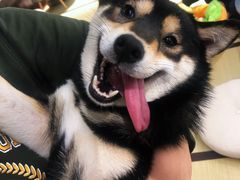 -逗柴咖啡屋·狗咖猫咖宠物桌游