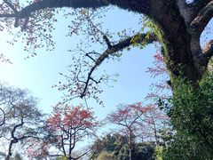 -广州中山纪念堂