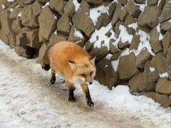 -宫城藏王狐狸村