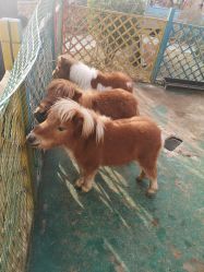 -萌宠亲子动物乐园(槐房万达店)