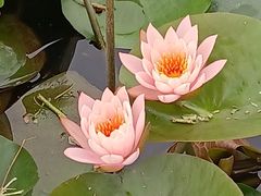 -嘉北郊野公园