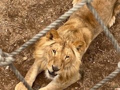 -西霞口神雕山野生动物世界